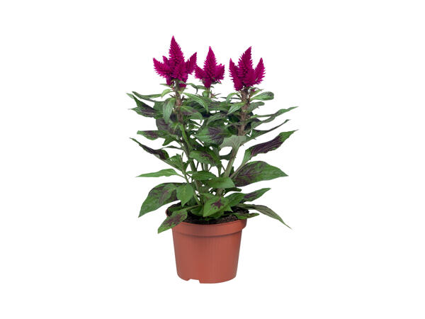 Celosia Caracas