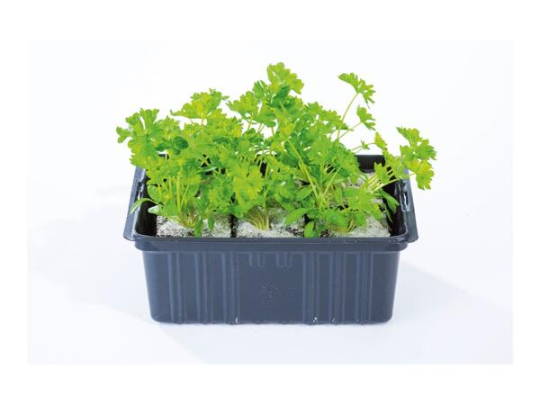 British Young Vegetable Plants