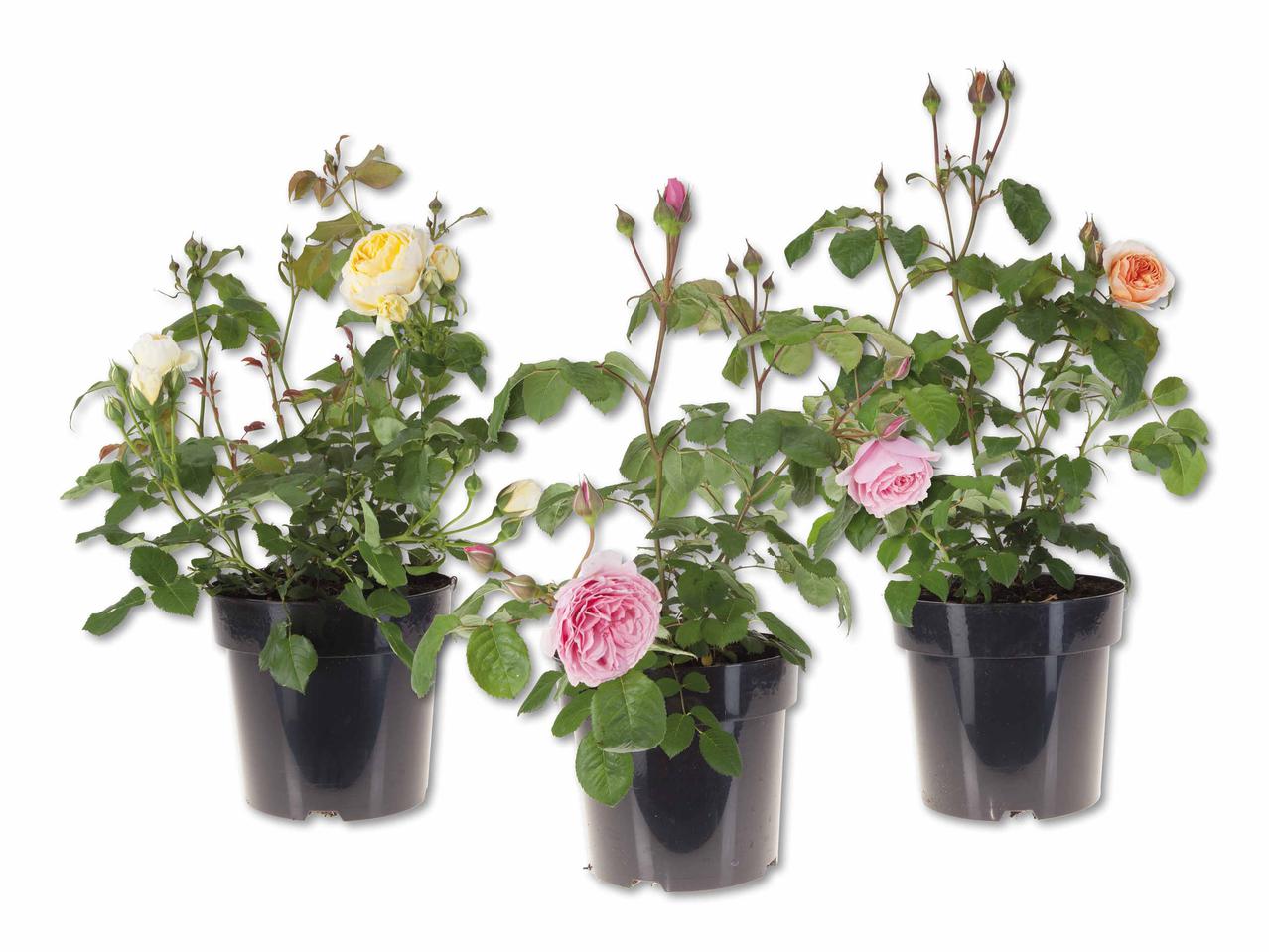 Sélection de roses parfumées