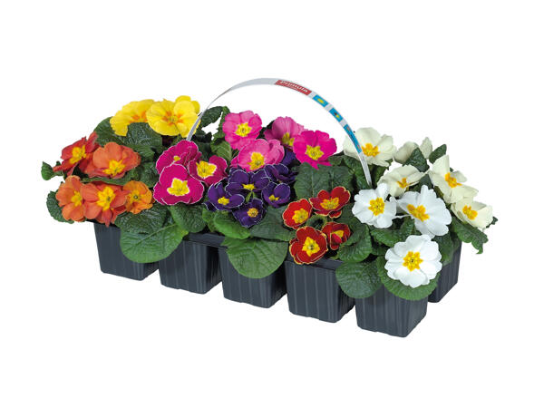 Primroses