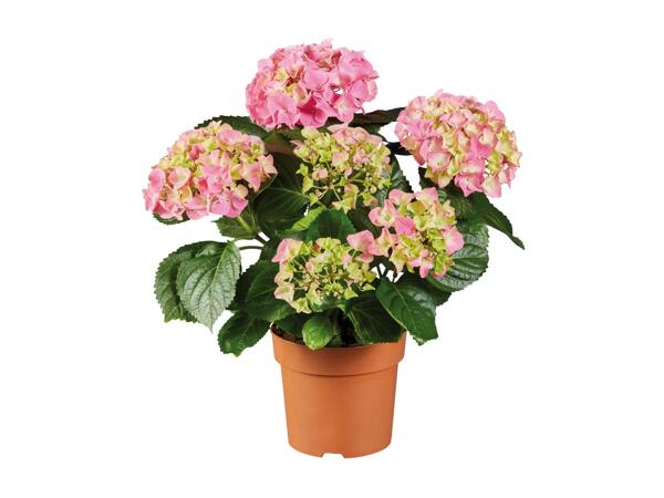 Hydrangea