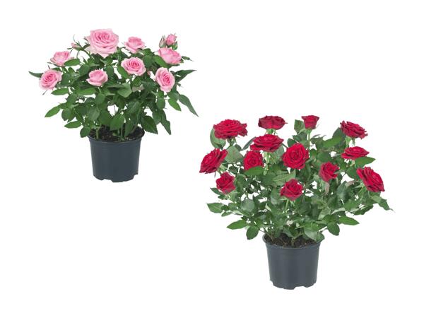 Rosiers en pot