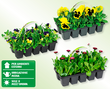 Mix primaverile di piante tappezzanti