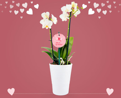 Orchidee