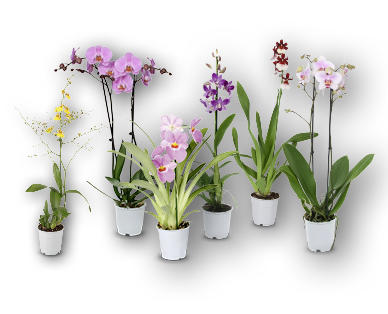 Orchidée