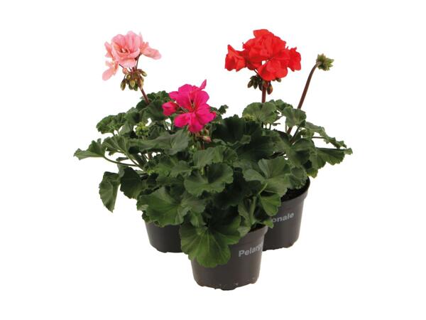 Spansk marguerit eller pelargonie zonale
