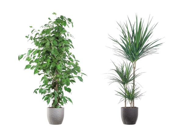 Grandes plantes vertes