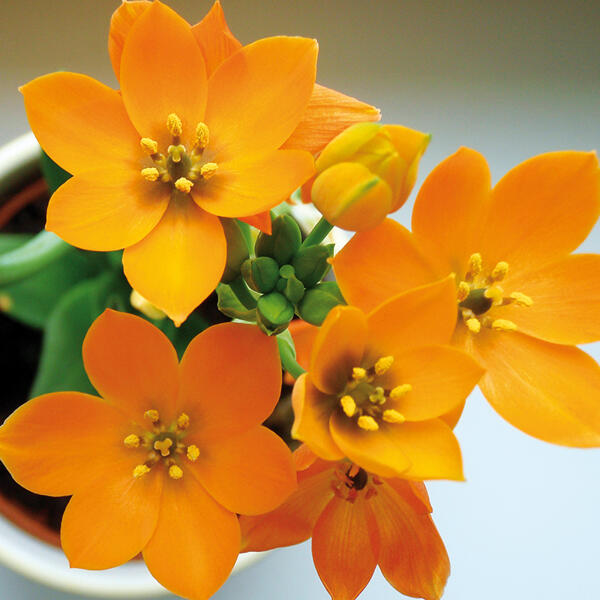 Milchstern "Ornithogalum"