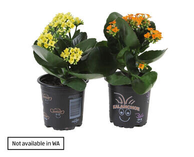Kalanchoe 120mm