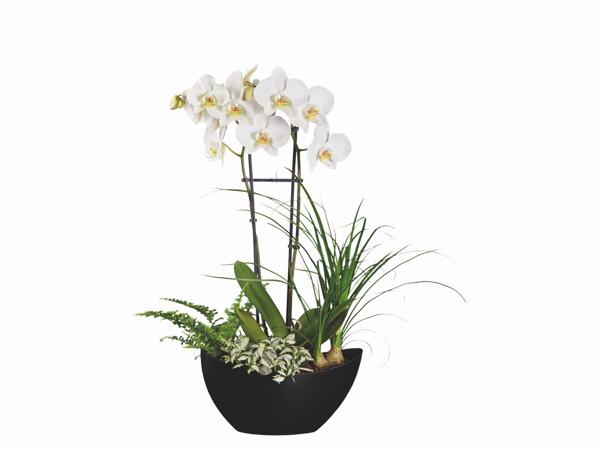 Composition orchidée design