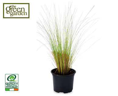 Irish Grown Ornamental Grasses