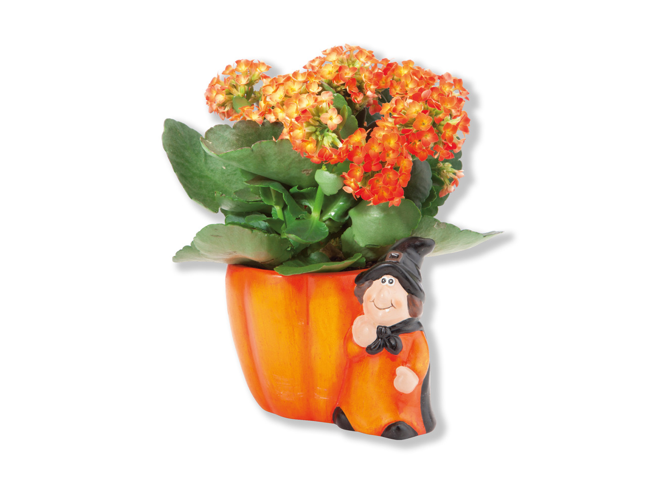 Halloween kalanchoe