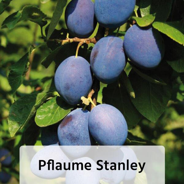 Obstbaum im Jutesack