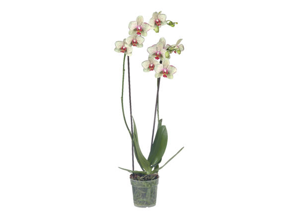 Twin Stem Orchid1