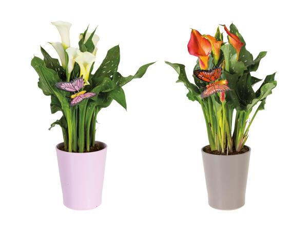 Calla dans un cache-pot en céramique