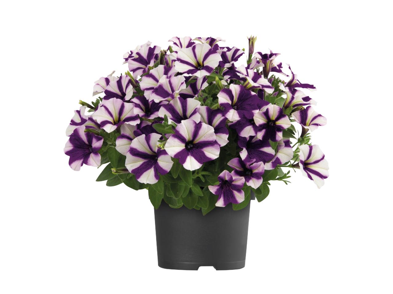 Colourful Petunia1