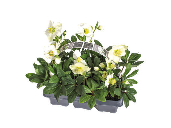 Christmas Rose