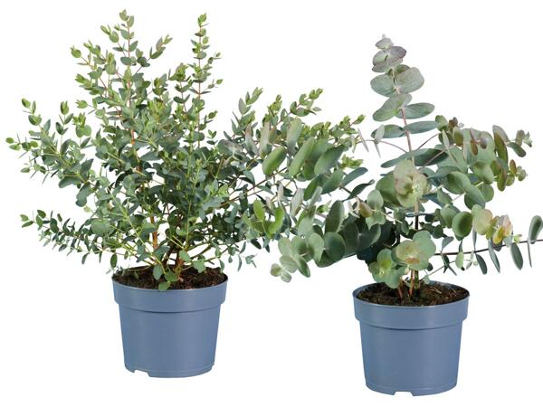 Eucalyptus