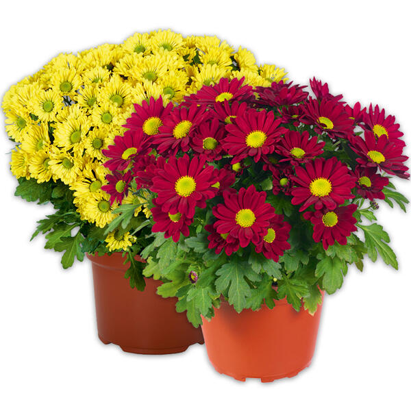 Chrysantheme "Swifty"