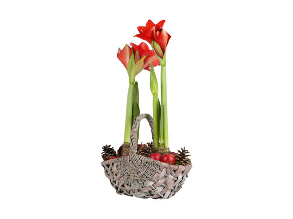 Amaryllis i julekurv