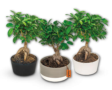 Bonsai