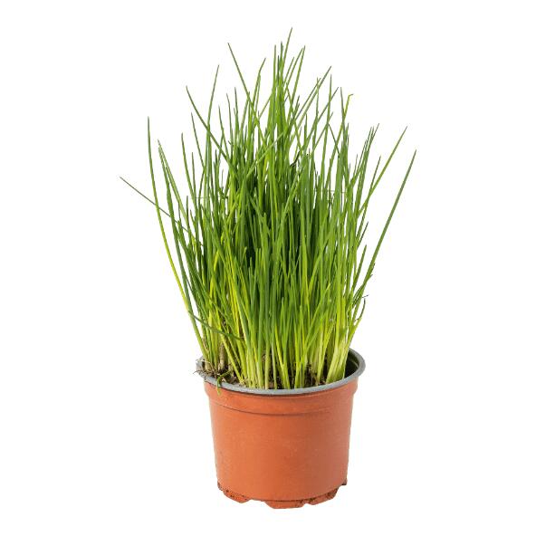 Biokruidenplant