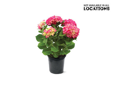 8" Hydrangea