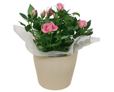 GARDENLINE Rose im exklusiven Topf