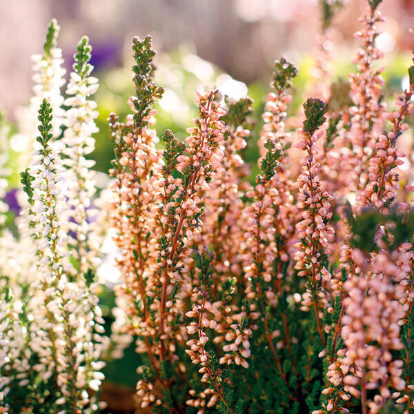 Heidekraut Calluna Twins