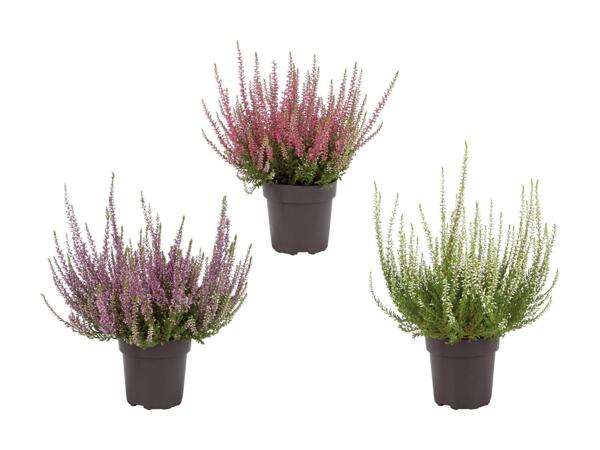 Bruyère (Calluna vulgaris)