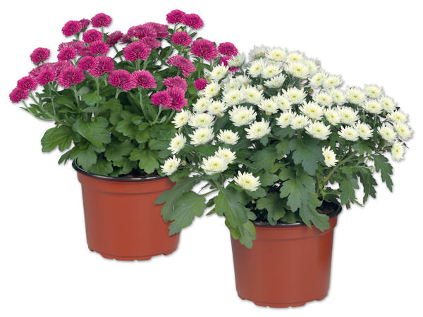 Chrysanthemen Multiflora