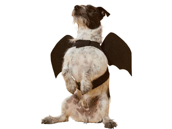 Dog Costume