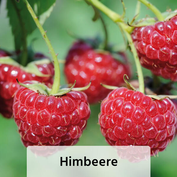 Niedrigwachsende Beerensträucher