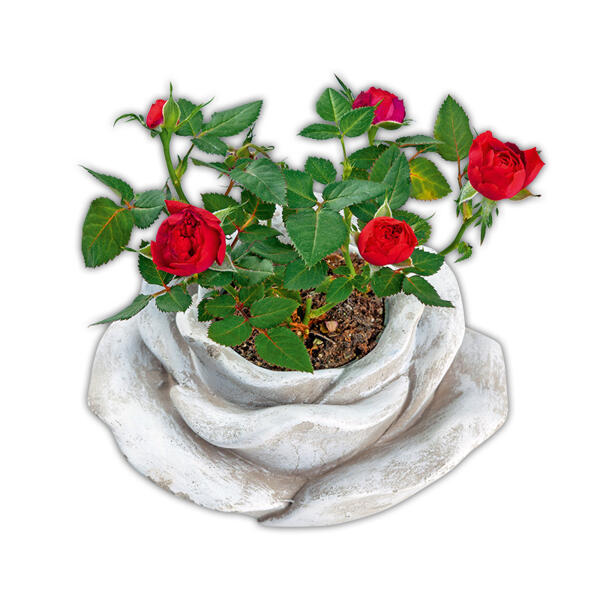 Bepflanzte Steinrose
