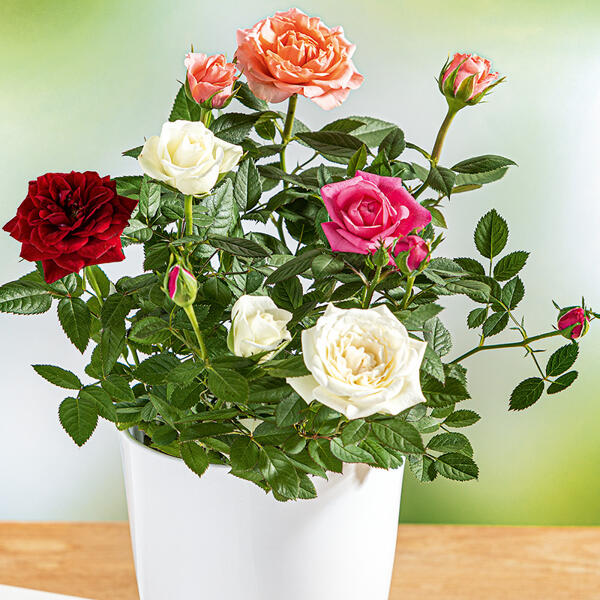 Rosen Quattro