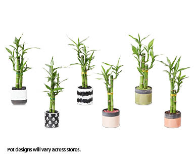 Lucky Bamboo