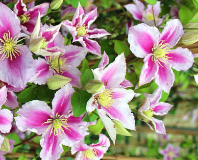 Clematis am Spalier