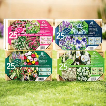 Bulbes à fleurs de plantes vivaces, 25 pcs