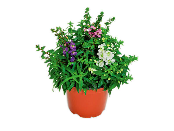 Assortiment de fleurs d‘été