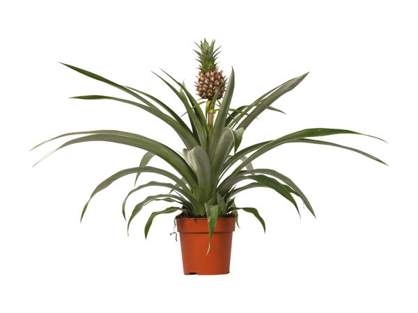 Ananasplante