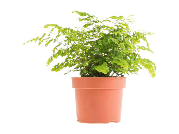 Assorted Green Plants "Air-Purifyng Plants"