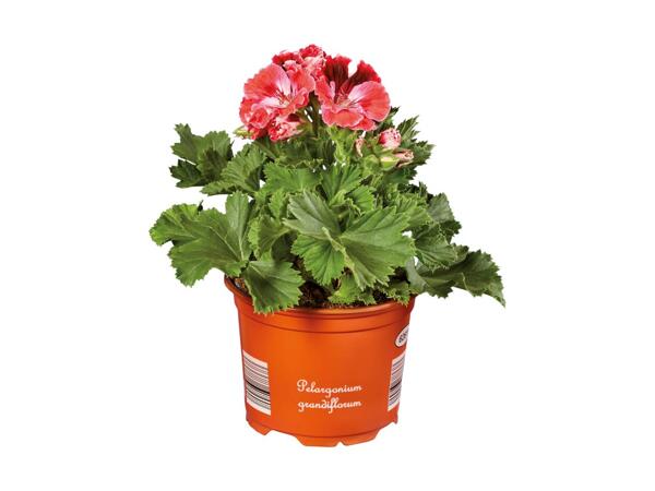 English Geranium