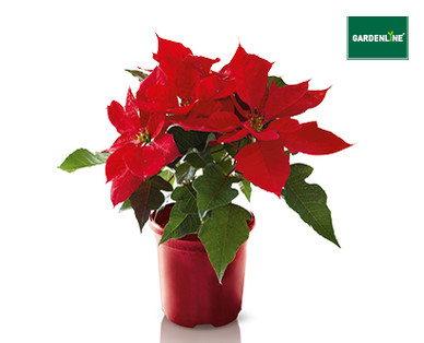 POINSETTIA 140MM