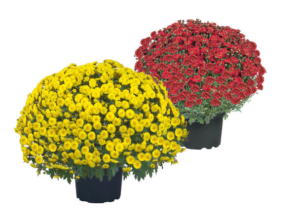 Chrysanthemums