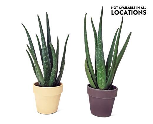 Aloe Vera Plant