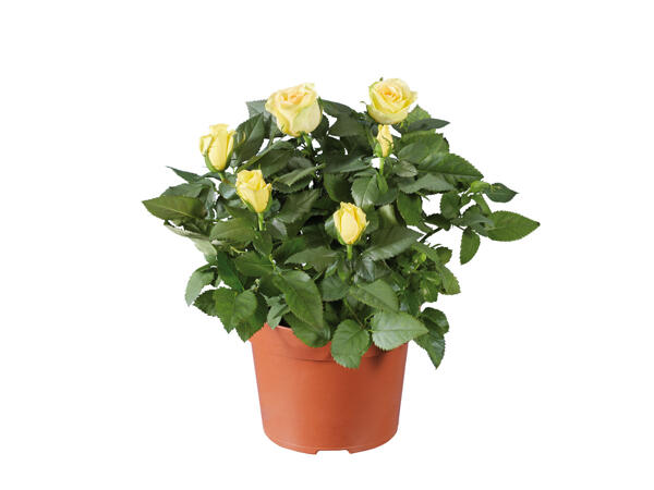 Topfrose