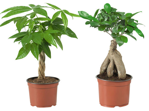 Ficus Ginseng oder Pachira