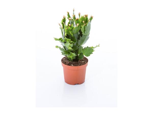 Christmas Cactus