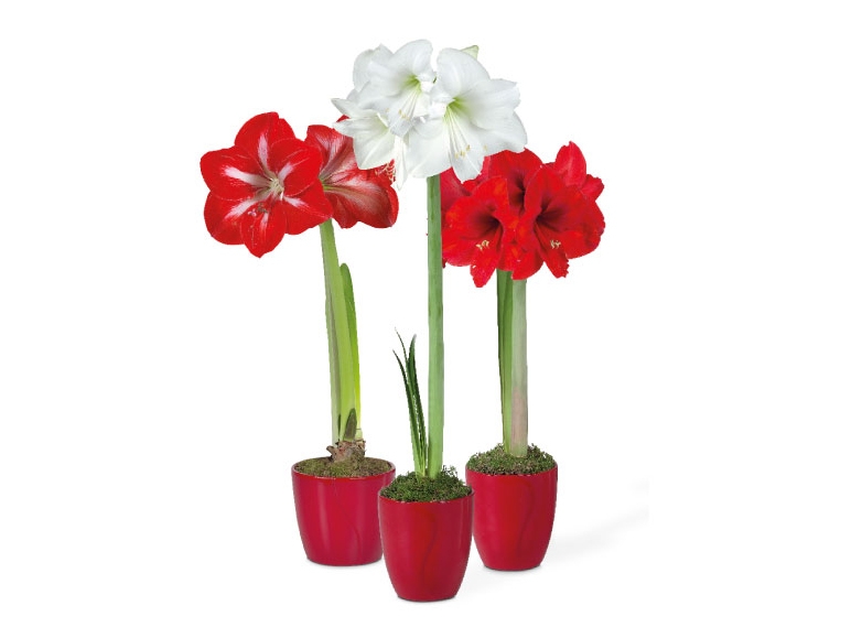 Potted Amaryllis Bulb in Ceramic Pot