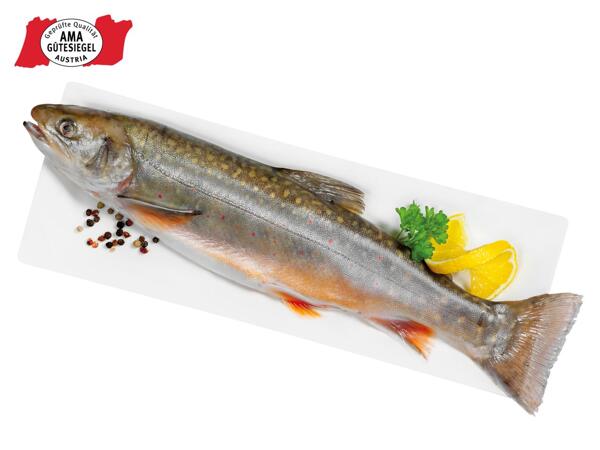 Frischer Saibling